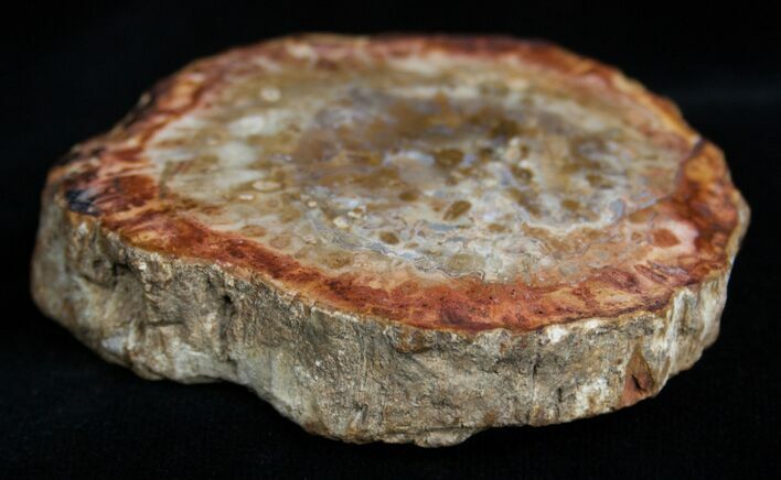 Petrified Wood - Limb Slice From Madagascar #2233